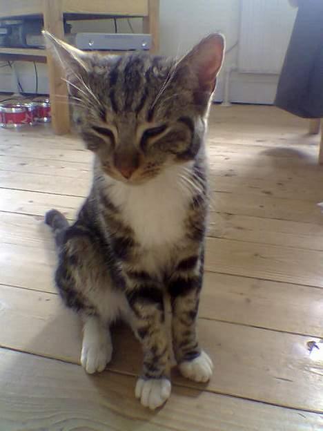 Blanding af racer Shell *RIP* billede 4