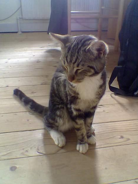 Blanding af racer Shell *RIP* billede 5