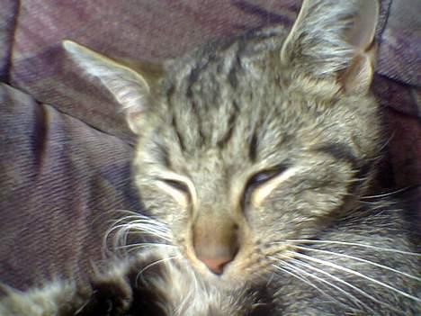 Blanding af racer Shell *RIP* billede 6