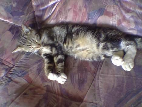 Blanding af racer Shell *RIP* billede 7