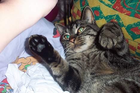 Huskat ~¤~ Viktor ~¤~ - ¤ LEGE ? ¤ billede 8