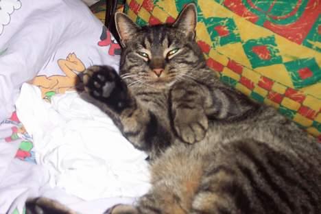 Huskat ~¤~ Viktor ~¤~ - ¤ NÅR, SØDT ¤ billede 9