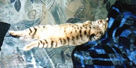 Blanding af racer Gismo /"gismor" - ; " Såå blir jeg altså ikk længere mor " billede 7