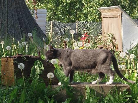 Huskat Bella billede 11