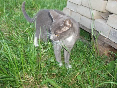 Huskat Bella billede 12