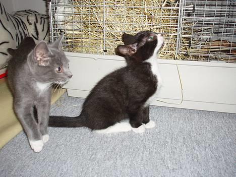 Huskat Bella billede 13