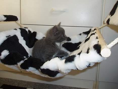 Huskat Bella billede 14