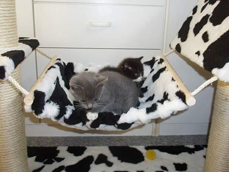 Huskat Bella billede 15