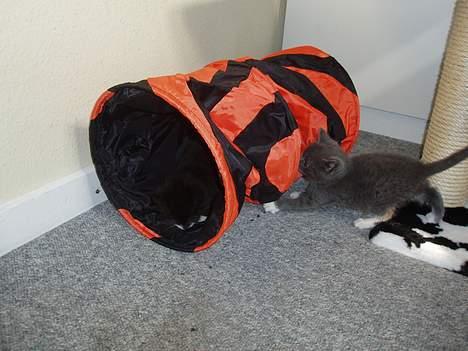 Huskat Bella billede 16