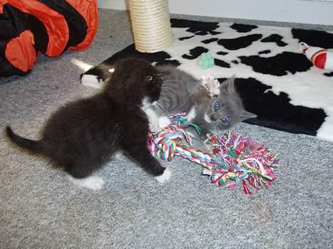 Huskat Bella billede 17