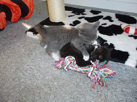 Huskat Bella billede 18