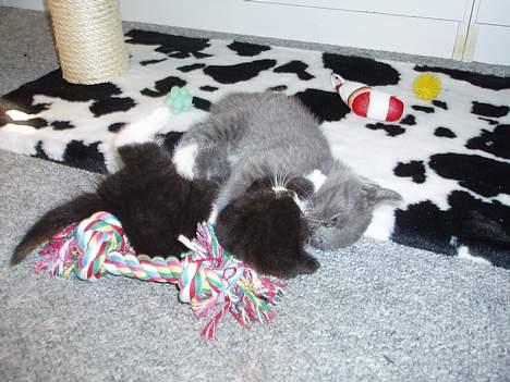 Huskat Bella billede 19