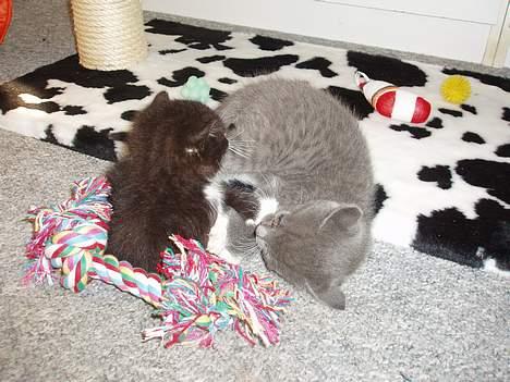 Huskat Bella billede 20