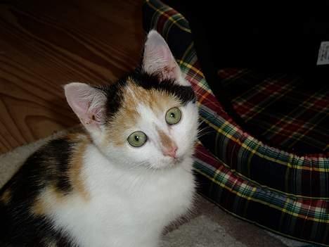 Huskat Bellamiss - uuuuh!  billede 1