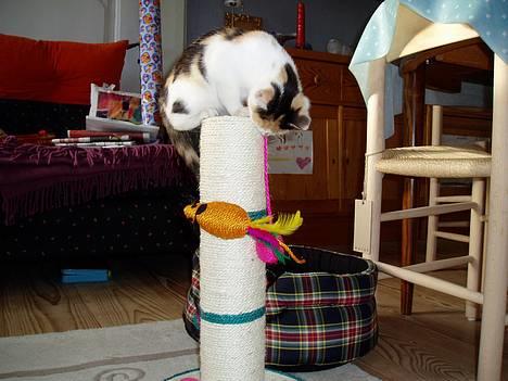 Huskat Bellamiss - Da hun lige havde fået nyt legetøj =) billede 3