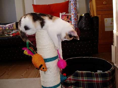 Huskat Bellamiss - Lege lege lege billede 4