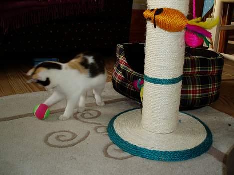 Huskat Bellamiss - og så ska bolden lige ha et par tæv  ;o) billede 5