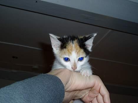 Huskat Bellamiss - Da hun kun var 1-2 mdr. gammel billede 6