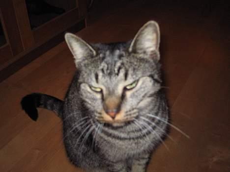 Blanding af racer Cleo billede 8