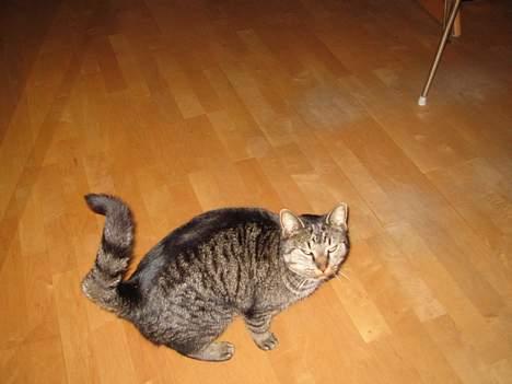 Blanding af racer Cleo billede 9