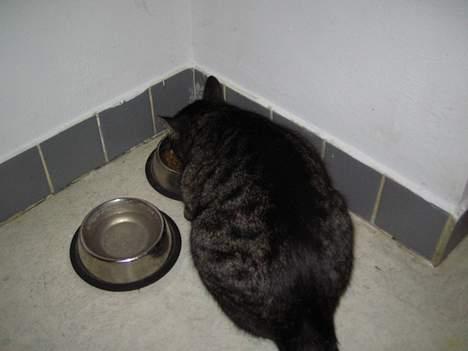 Blanding af racer Cleo billede 10