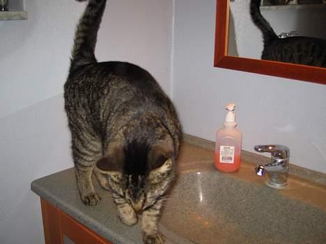 Blanding af racer Cleo billede 11