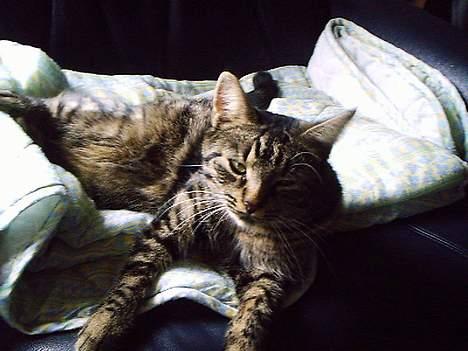 Huskat Pjuske (Himmelkat) - Så hænger vi lige lidt ud billede 9