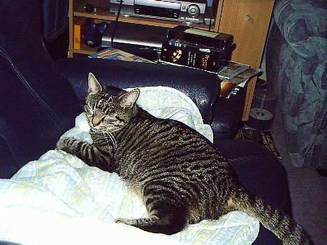 Huskat Pjuske (Himmelkat) - Nej ikk nu, jeg sover lige så godt billede 10