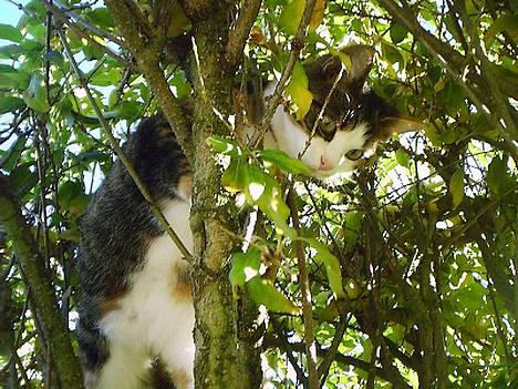 Huskat Belle (Himmelkat) - Klatre, klatre, hvor hun dog elsker og klatre... billede 4