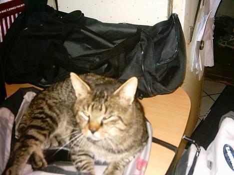 Blanding af racer mickey billede 5