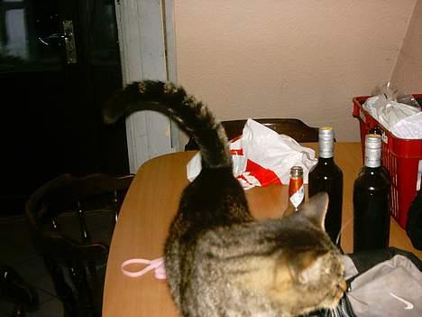 Blanding af racer mickey billede 6