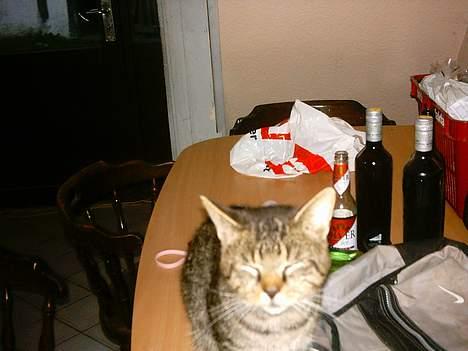 Blanding af racer mickey billede 7