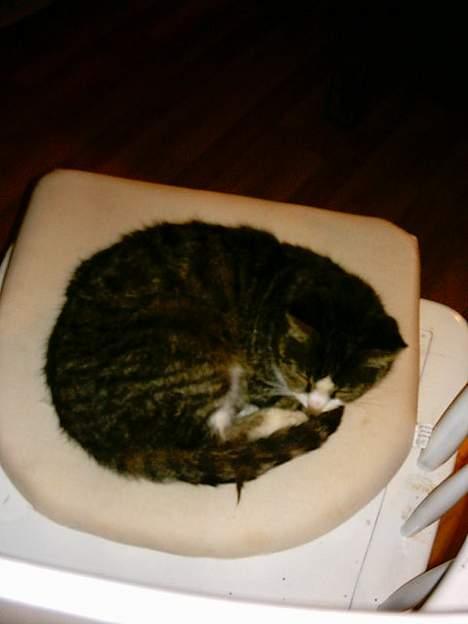 Blanding af racer ~missemor~ billede 9