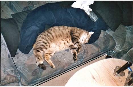 Blanding af racer Gismo /"gismor" - tager mig lige en napper ved fars jakke , billede 8