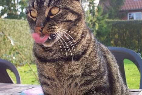 Huskat ~¤~ Viktor ~¤~ - ¤ Slikke sig om munden ;) ¤ billede 10