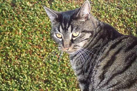 Huskat ~¤~ Viktor ~¤~ - ¤ Flot ¤ <3 billede 11