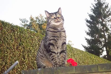 Huskat ~¤~ Viktor ~¤~ - ¤ SMUK ¤ <3 billede 12