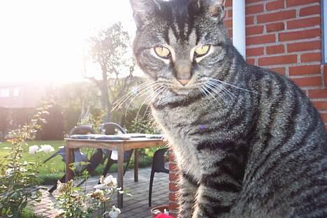 Huskat ~¤~ Viktor ~¤~ - ¤ Sweety ¤ <3 (: billede 13