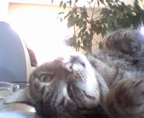 Blanding af racer Gismo /"gismor" - Heey , det ser sjovt ud på hovedet  billede 17