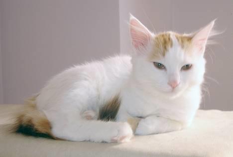 Tyrkisk Van GIC. S*Ferides Cemile - Rigtig fotogen. billede 2