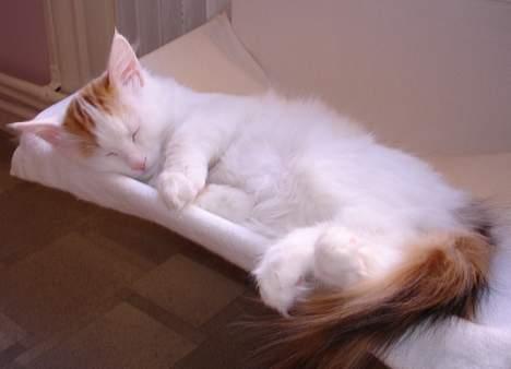 Tyrkisk Van GIC. S*Ferides Cemile - Så sødt hun sover! billede 3