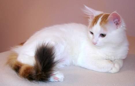 Tyrkisk Van GIC. S*Ferides Cemile - Nyder livet billede 4