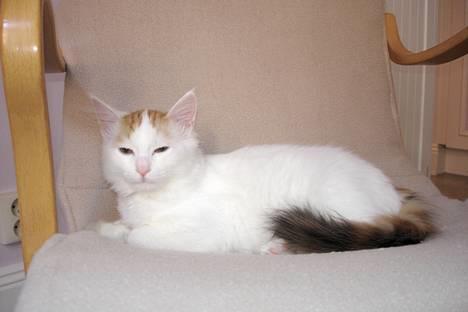 Tyrkisk Van GIC. S*Ferides Cemile - Slapper af i sin yndlings stol billede 5