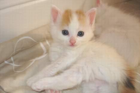 Tyrkisk Van GIC. S*Ferides Cemile - Med et frækt blik, allerede i 4 ugers alderen billede 6