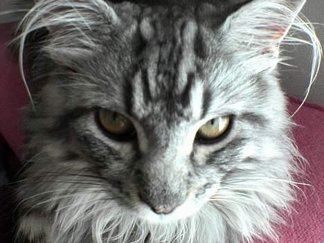 Maine Coon silver billede 1