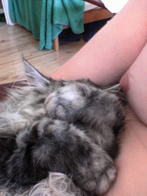 Maine Coon silver - ååå gå væk jeg sover billede 2