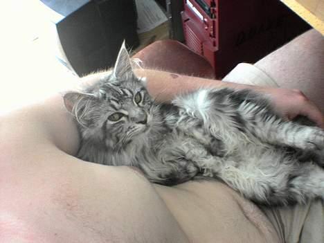 Maine Coon silver billede 3