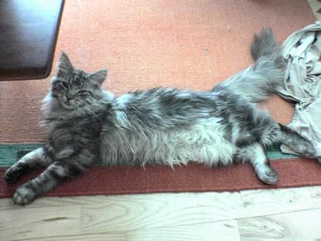 Maine Coon silver billede 4
