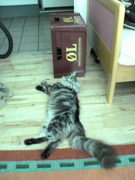 Maine Coon silver - fler øl tak billede 5