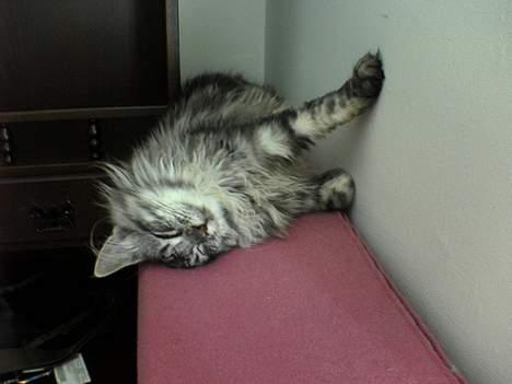 Maine Coon silver billede 6